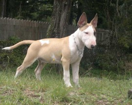 Aquiles